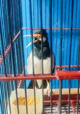 Jalak Suren Mewah Deker Gacor Full Sett