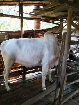 Jual sapi kurban