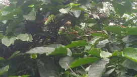 DIJUAL BU KEBUN KOPI PRODUKTIF  4795m2 , SHM Pringsurat Kab Temanggung