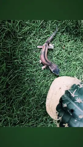 BABY LEOPARD GECKO / LUCU DAN MENGGEMASKAN