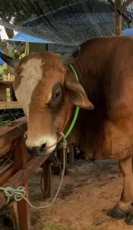 Sapi Qurban RQS