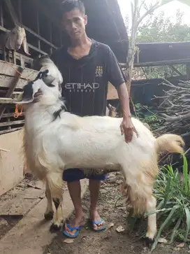 Lapak Kambing Kurban dan Aqeqah