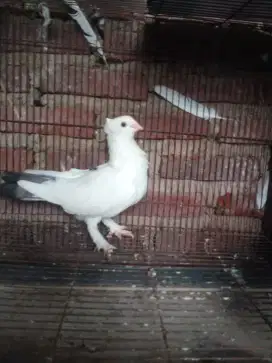 Merpati / japati