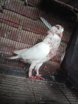 Merpati / japati