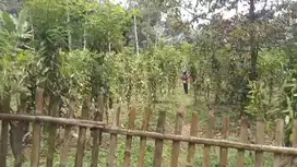 Tanah kebun vanilli durian dijual ngantang lt680 190jt akses mobil