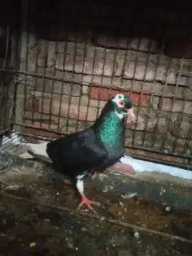 Merpati / japati