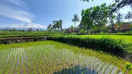 Dijual tanah untuk Investasi view Sawah dan merapi area Pakem Sleman