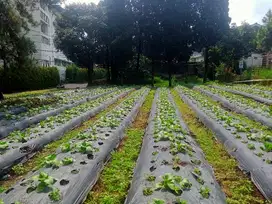 Tanah kavling siap bangun di villa istana bunga Lembang