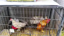 Dijual 2 induk ayam dan 3 anak ayam