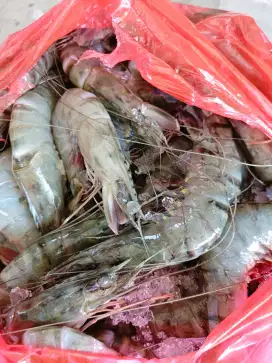 Loker Kurir Seafood