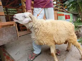 Kambing dan domba kurban
