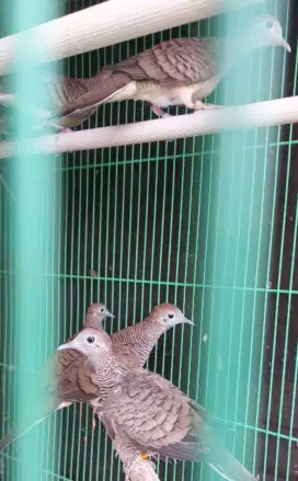 Burung Perkutut Bangkok Betina