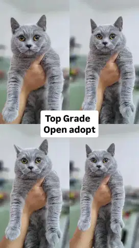 Kucing BRITISH SHORT HAIR BSH