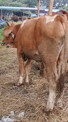 Jual sapi untuk qurban idul adha
