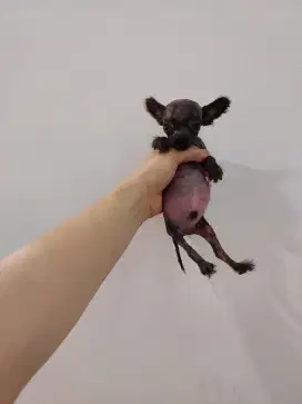 Poodle mix pom pompoo !!! No php