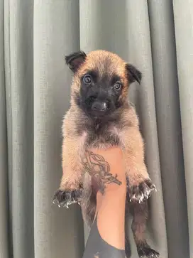 Belgian Malinois stambum