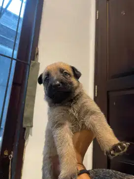 Belgian malinois mix German Shepred
