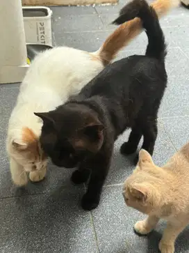 LEPAS ADOP BRITISH SHORTHAIR 1jantan 2betina