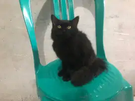 jual kucing, betina usia 6 bln