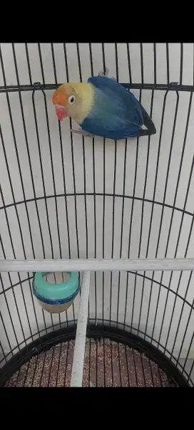 Jual cepat Lovebird PB
