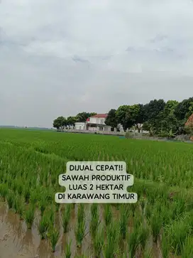 Sawah Produktif Murah Dijual Rp 250ribu/m