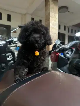 Toy poodle lahir Desember 2024