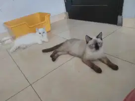 Kucing Munchkin Kinkalow dan Siam X BsH