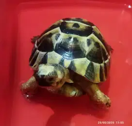 Kura Darat Sulcata Goldengreek