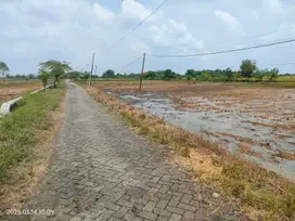 DIJUAL MURAH TANAH SAWAH AREA GRESIK