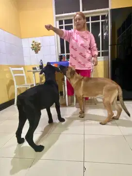 Dihibahkan anjing ras besar