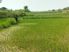 DIJUAL MURAH TANAH SAWAH AREA GRESIK