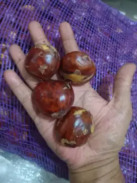 Jengkol Super 1 kg 40 ribuan