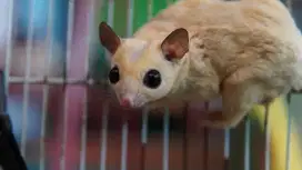 Sugar Glider Platmoz x WF dan 2 joey