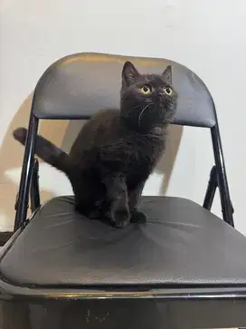 Kucing BSH British Shorthair betina