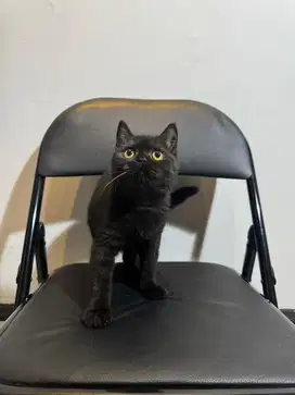 Kucing BSH British Shorthair betina