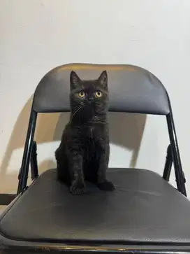 Kucing BSH British Shorthair betina