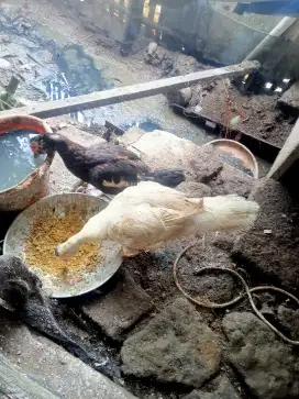 Jual entok indukan rarin produksi