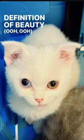 Kucing scotish fold odd eye white solid