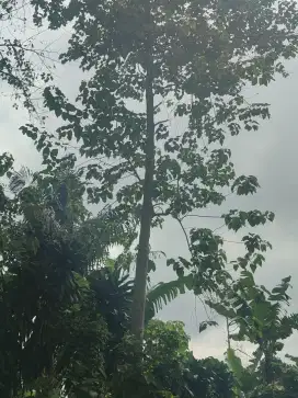 Pohon jati putih