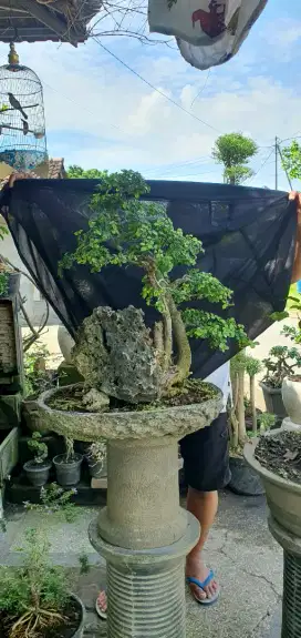 Bonsai serut subur