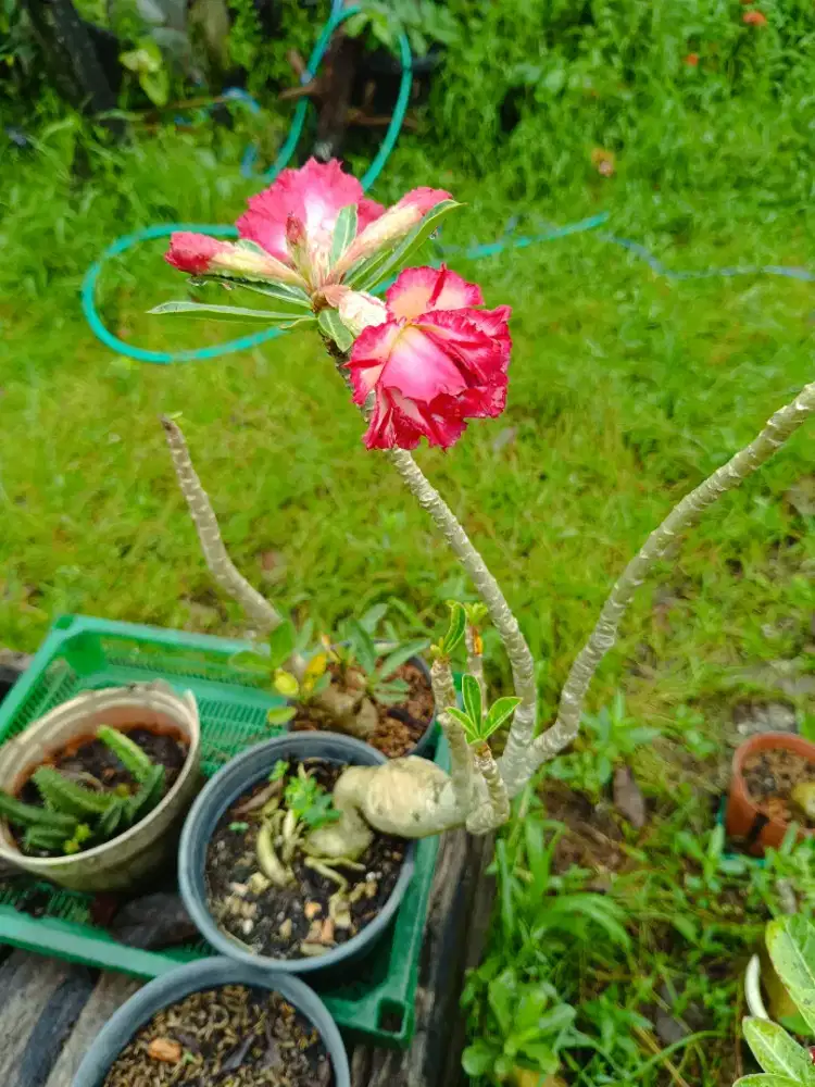 Tanaman  adenium tumpuk lainnya