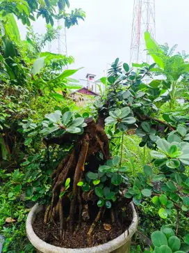 Tanaman dolar bonsai