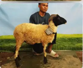 Jual hewan qurban domba 2 JT an aja