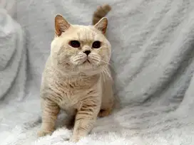 Kucing BSH Cream Jantan Ped WCF CFA
