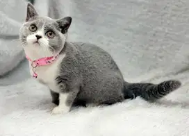 Kucing BSH Betina Bico Blue WCF