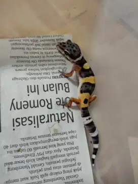 Gecko baby  tangerin /gecko leopart