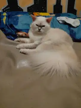Open Adop kucing ras norwegian forest mix persia,himalaya