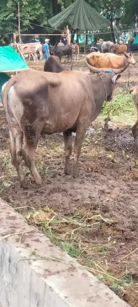 Sapi qurban sehat gemuk