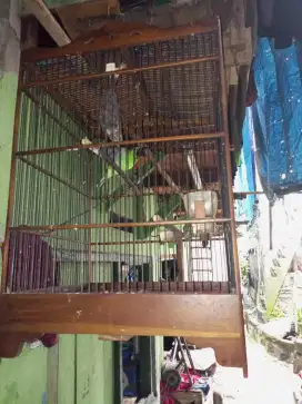 Lain murai batu fs
