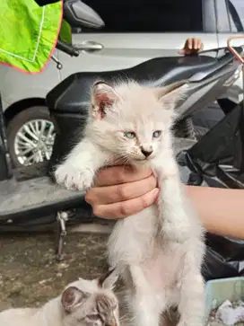 Anak Kucing Himalaya